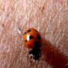 riverton-ladybirds