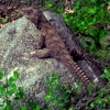 tuatara-invercargill-museum