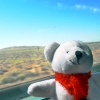 pichachu-on-the-indian-pacific