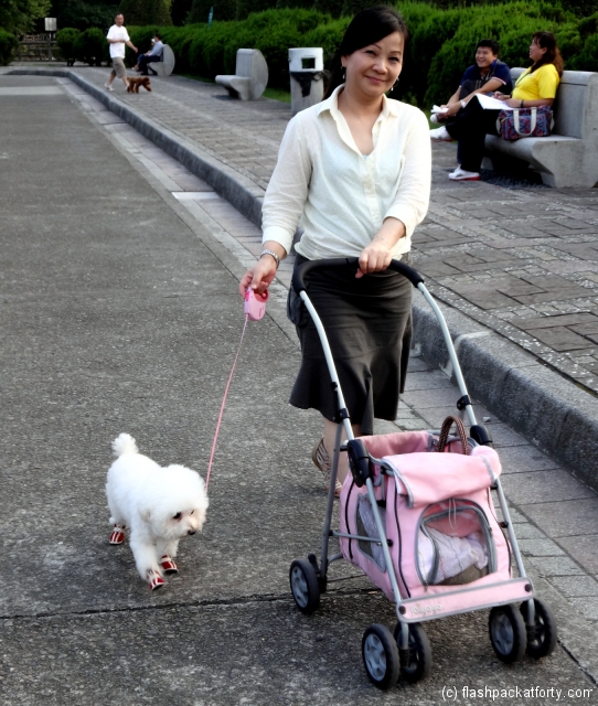 taipei-dog-dressing
