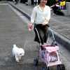 taipei-dog-dressing