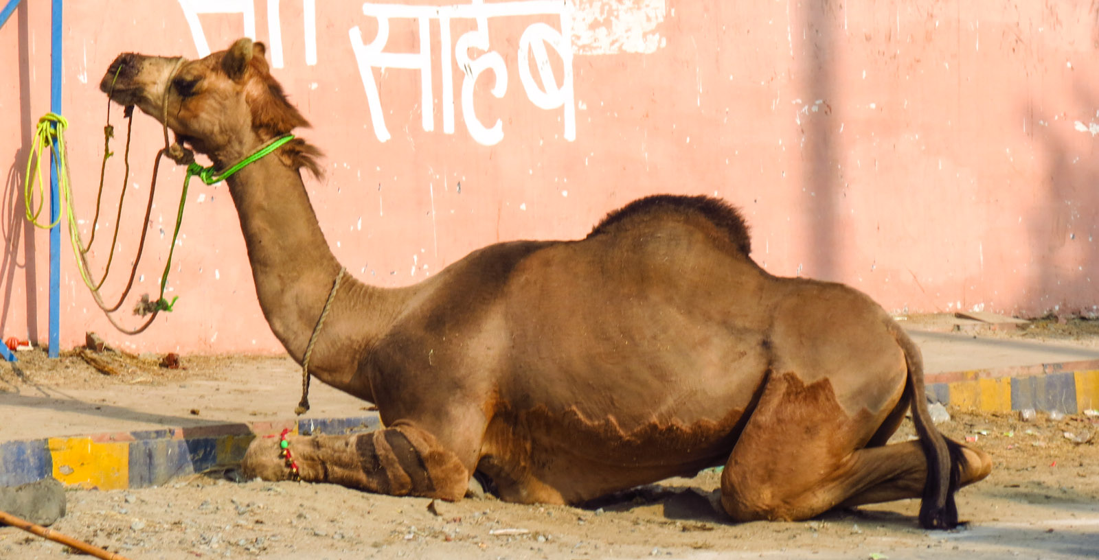 camel-at-agra