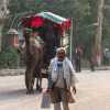 taj-mahal-camel-transport