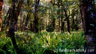 kepler-track-forest-ferns