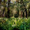 kepler-track-forest-ferns