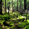 kepler-track-forest-sunlight