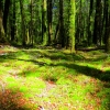 kepler-track-moss-formation