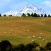 mount-and-sheep-manapoiri