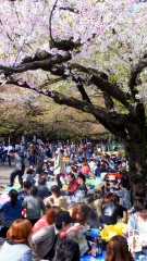 Sakura Ueno Park Japan