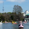 Ueno Park lake boats in blossom