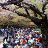 Sakura Ueno Park Japan