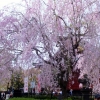 Blossom Ueno Park Tokyo