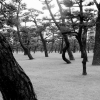 Imperial Palace Gardens trees BW