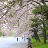 Imperial Palace Gardens blossom