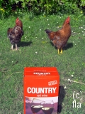 chickens-doc-glencoe
