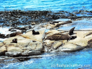 seals-at-shag-point