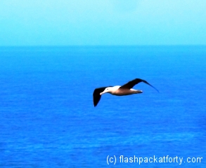 tairora-albatross-in-flight