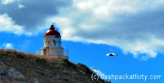 tairora-lighthouse-and-albatross