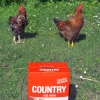chickens-doc-glencoe