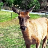 deer-at-moeraki