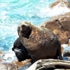 fur-seal-at-oamaru