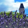lavendar-oamaru-town-clock