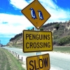 penguin-sign-oamaru
