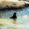 seal-swimming-shag-point