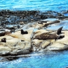 seals-at-shag-point