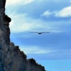 tairora-albatross-flight-off-rocks