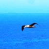 tairora-albatross-in-flight