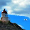 tairora-lighthouse-and-albatross