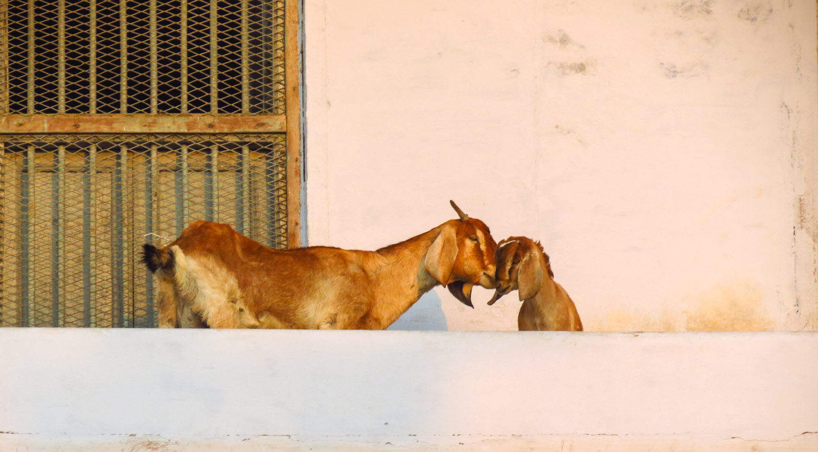 goats-cuddling-india-varanasi