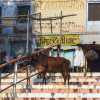 sacred-cow-on-ghats-varanasi-india
