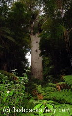 giant-kauri-tree-waipoua-forest
