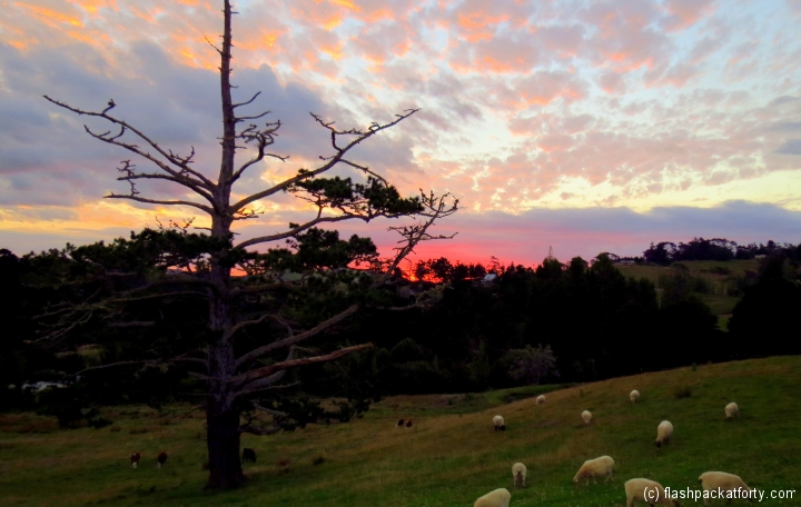 sunset-at-matakohe