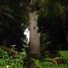 giant-kauri-tree-waipoua-forest