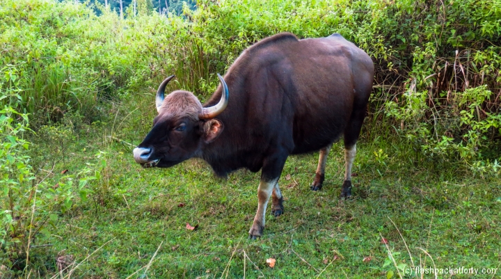 bison-wayanad-tholpetty-wildlife-sanctuary