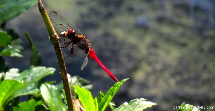 dragonfly-wayanad-india