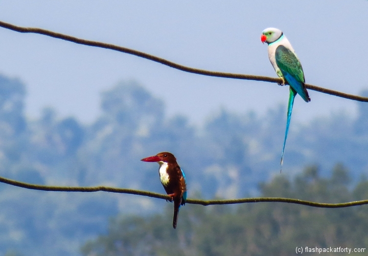 kingfisher-and-parrot-wayanad-kerala