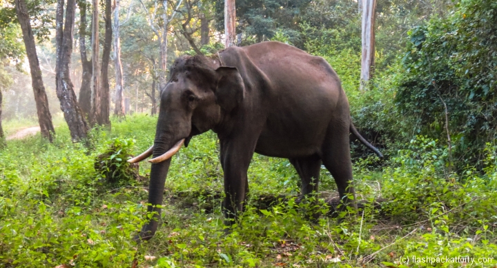 male-elephant-wayanad-tholpetty-wildlife-sanctuary
