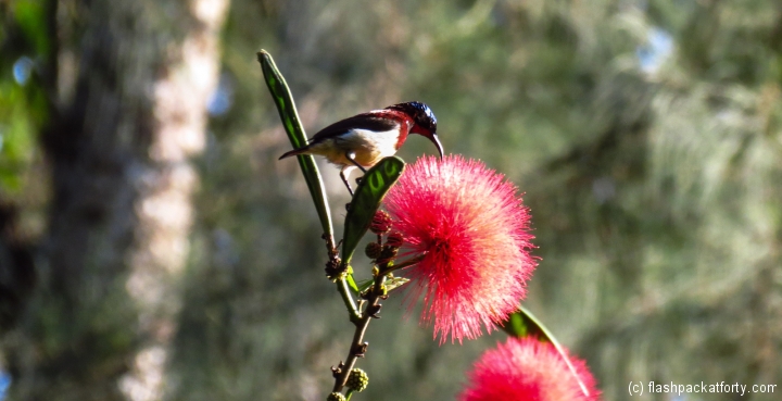 nectar-collecting-bird-wayanad-india