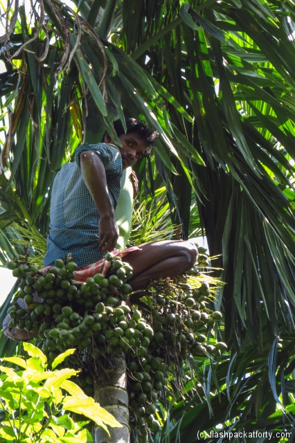 palm-tree-harvesting-wayanad-india