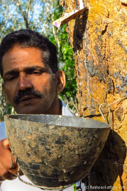 raj-and-rubber-tree-enteeveedu