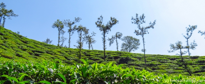 tea-leaves-wayanad