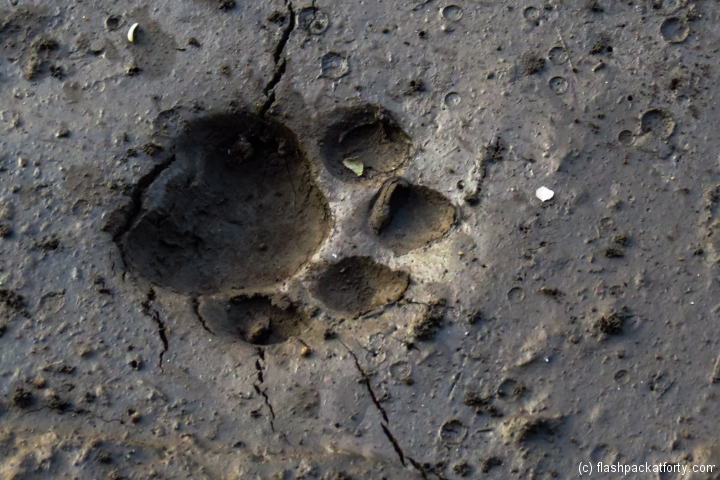 tiger-footprint-wayanad-tholpetty-wildlife-sanctuary