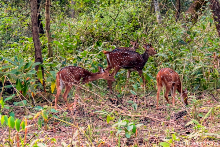 wild-deer-wayanad-tholpetty-wildlife-sanctuary-india