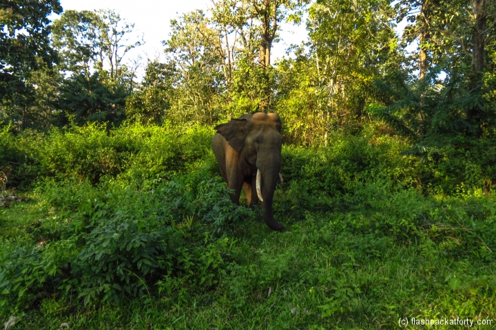 wild-elephant-wayanad-tholpetty-wildlife-sanctuary