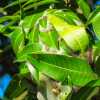 ant-nest-in-leaves-wayanad-kerala