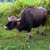 bison-wayanad-tholpetty-wildlife-sanctuary